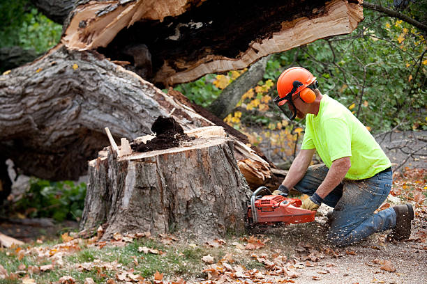 Best Tree Removal  in Pine Ridge, SD